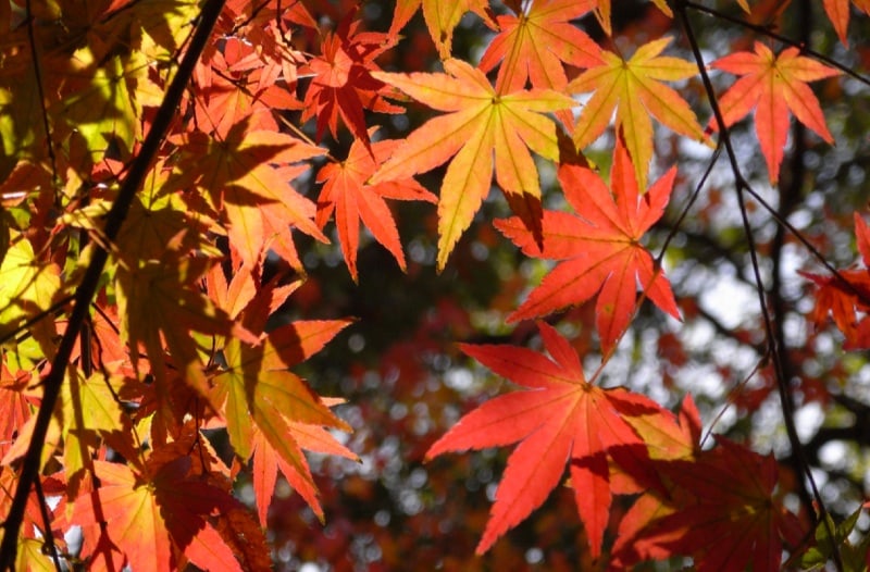 Japanese maple