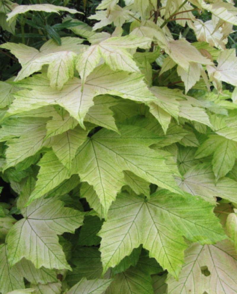 Acer pseudoplatanus