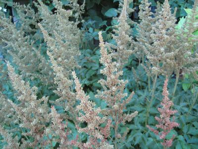 Astilbe - plume flower