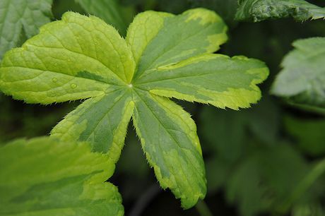 Astrantia major