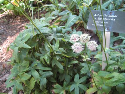 Masterwort