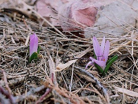 Bulbocodium vernum