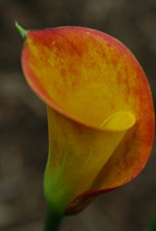 Calla Lily
