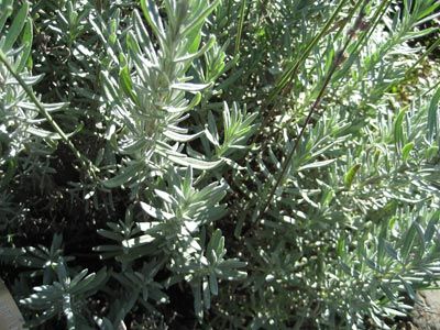 Gray Lady lavender