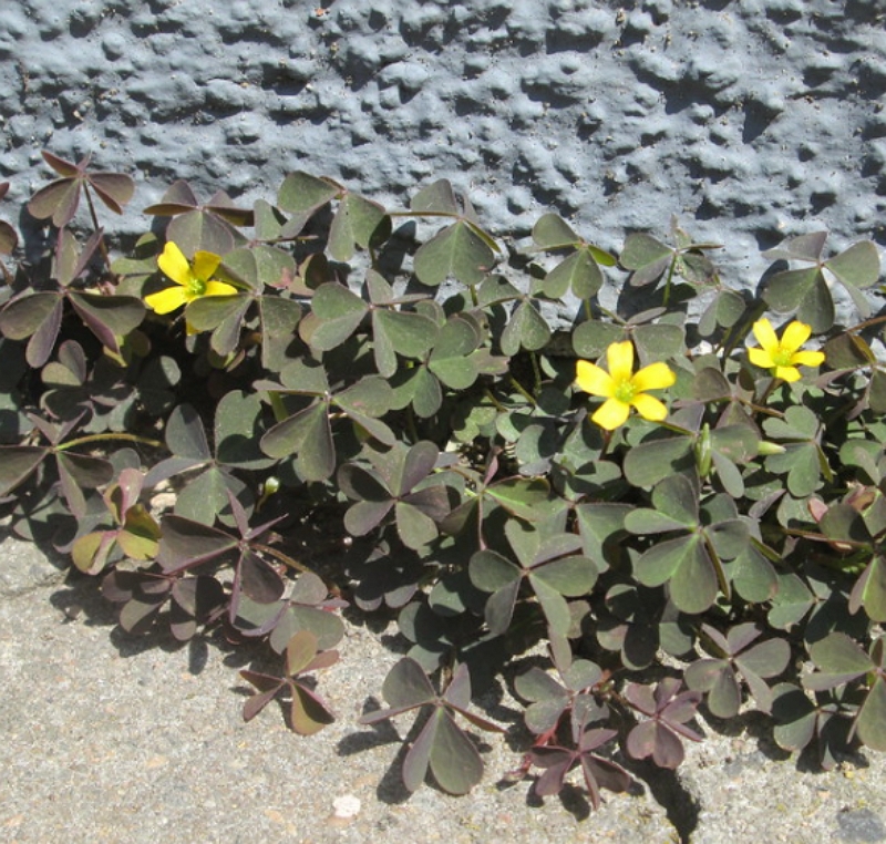 Oxalis corniculata