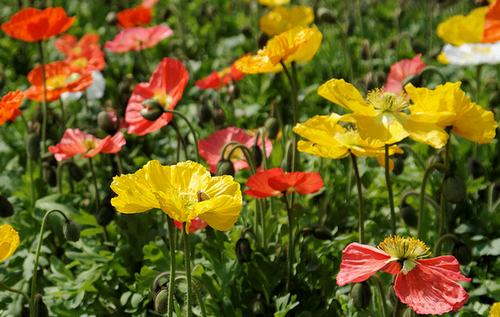 Papaver nudicaule