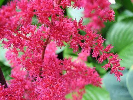 Pink Astilbe