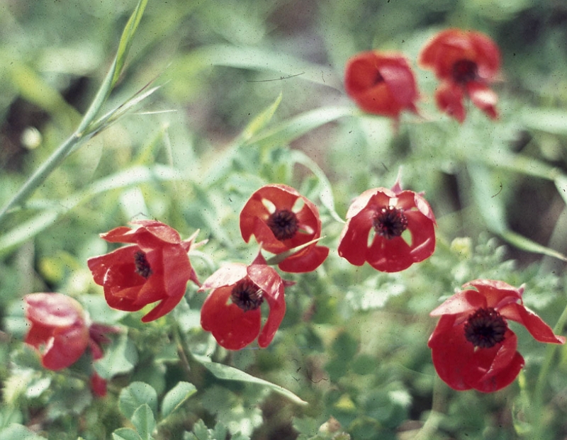 Ranunculus asiaticus