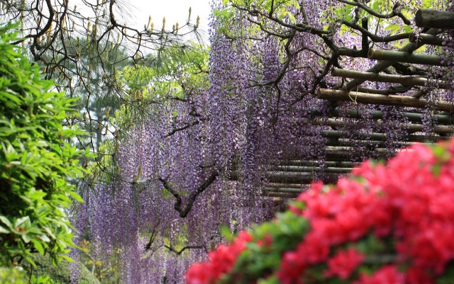 Wisteria floribunda