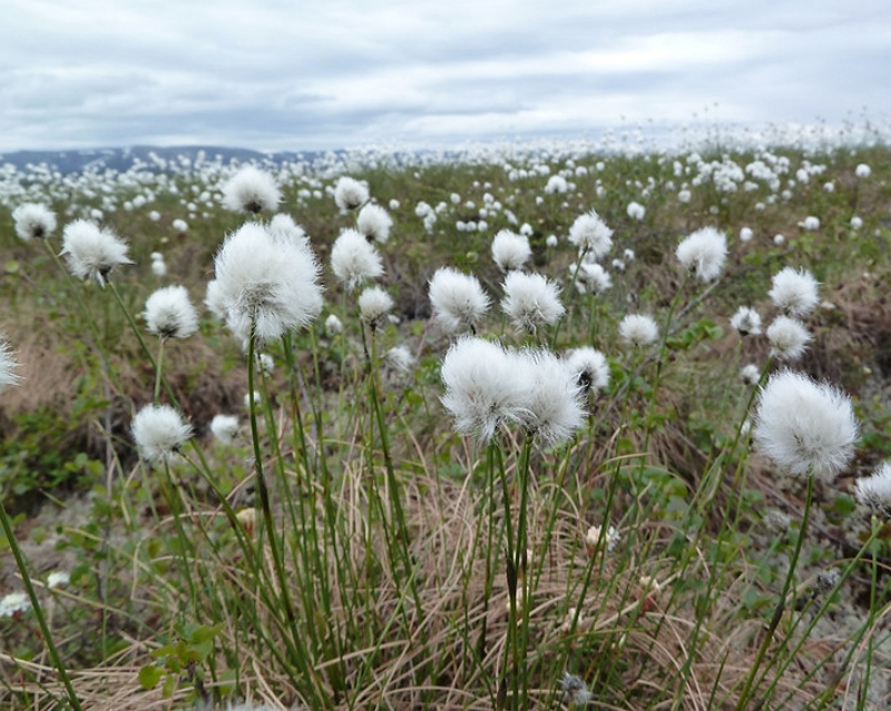 Eriophorum angustifolium