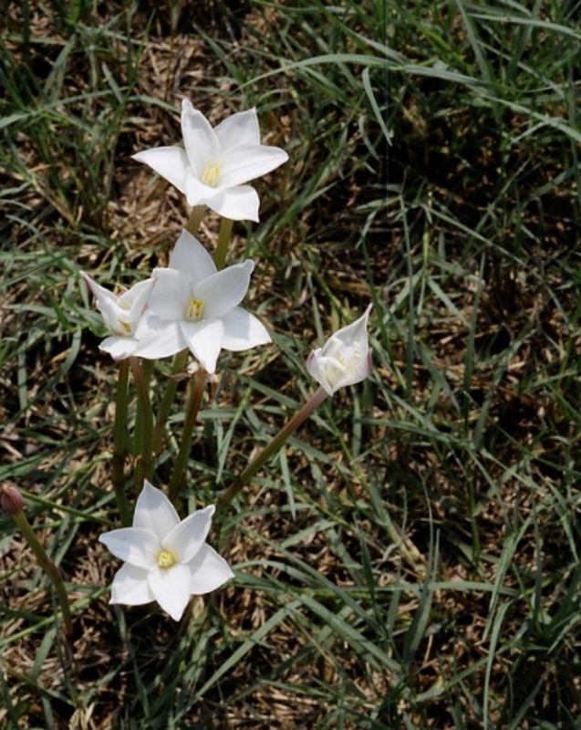 Zephyranthes chlorosolen