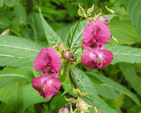 Impatiens glandulifera