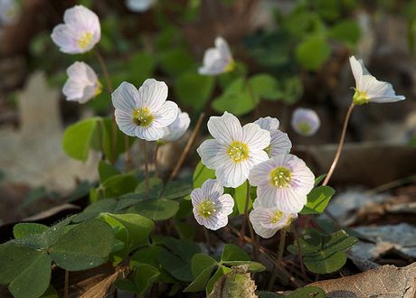 Oxalis acetosella