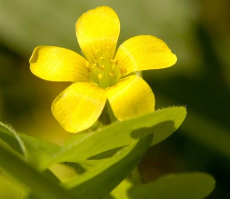 Oxalis stricta
