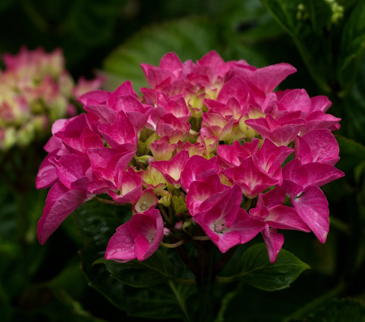 Hydrangea macrophylla | Common Name Growing Guide