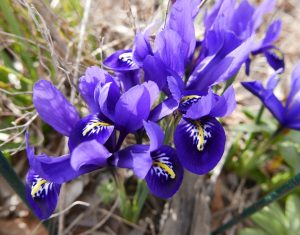 How To Grow Reticulated Iris (Iris reticulata) In Your Garden