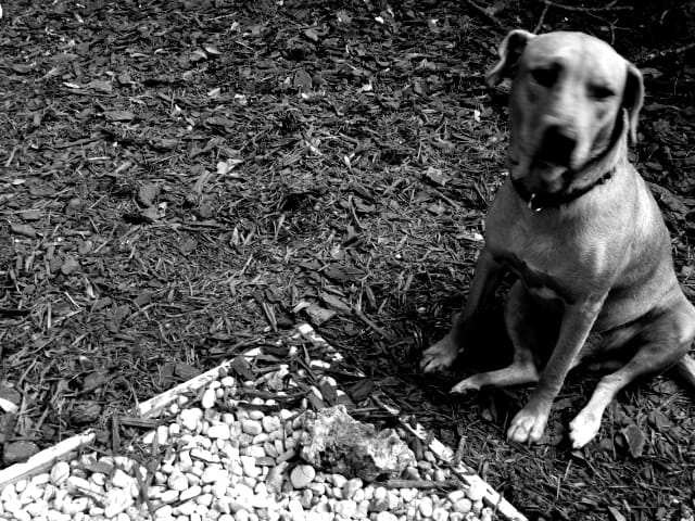Dog and mulch