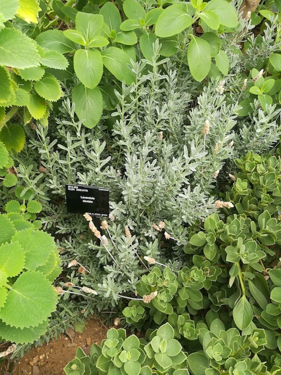 Lavandula dentata plant