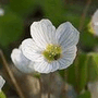 How to Grow Oxalis